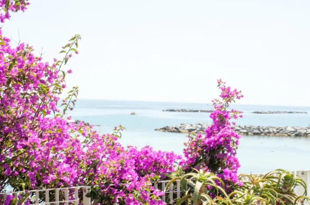 Rosa Centralissimo Sanremo Esterno foto